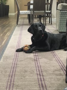 My. Guide Dog Fizz, laid without her harness. On a rug, side onto the. Camera with a rope ball in her paws