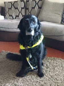 Photograph shows Guide dog Vicky sat in harness in the lounge in front of the sofa, she is wearing a smile on her face.