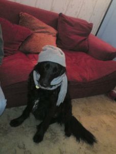 Photgraph shows black flat tie x lab dog sat with a grey hat and scalf in front of a red sofa