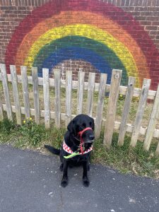 Guide dog Fizz sat with her red and white check harness infront of a wall painted with a giant rainbow to support the nhs