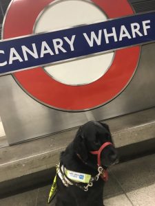 Canary Wharf Roundell with Guide Dog sat in front of it in her guide dog harness.