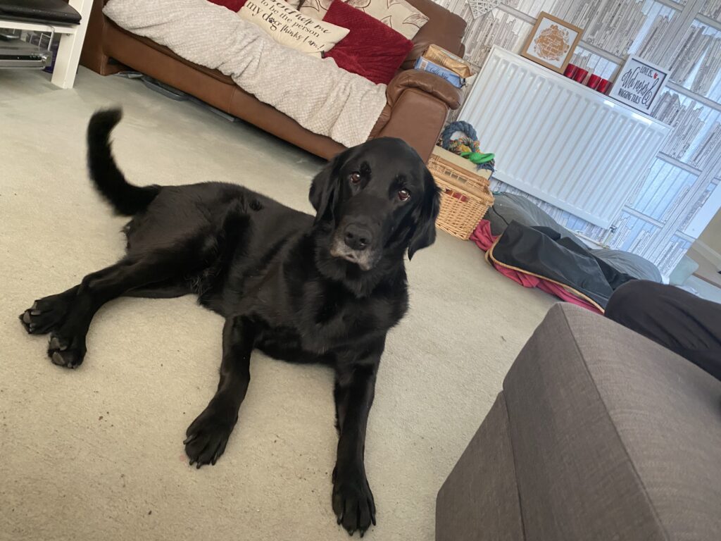 Landscape photograph of guide dog fizz laid on the carpet looking up at the camera with her tail wagging and a little blurred