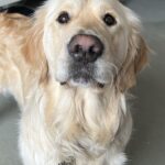 Close up photo of a golden retrievers head with light brown nose almost booping the camera