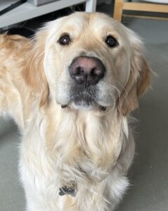 Close up photo of a golden retrievers head with light brown nose almost booping the camera